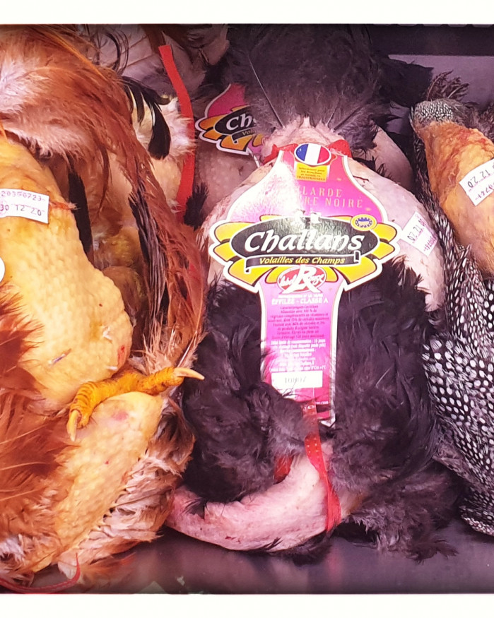 chapon fermier jaune label rouge des landes